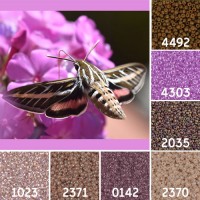White Lined Sphinx Moth Colour Inspiration Miyuki 11/0 Seed Bead Collection