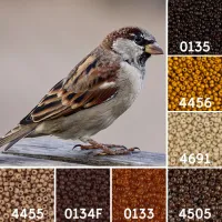Sparrow Great British Birds Colour Inspiration Miyuki 8/0 Seed Bead Collection